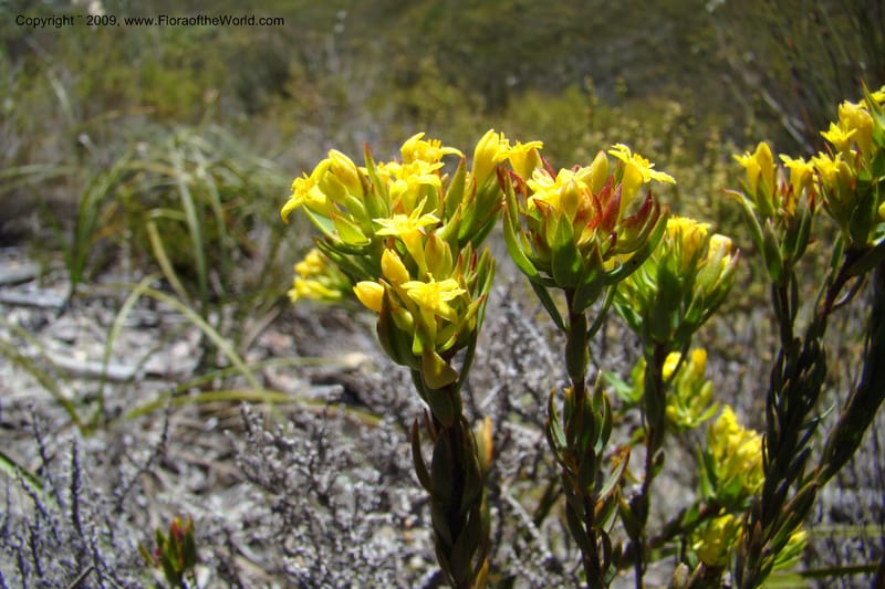 Gnidia, Z. Rogers 1248--South Africa. W. Cape. Grabouw to Kleinmond. 19 Jan 2009. 038.jpg