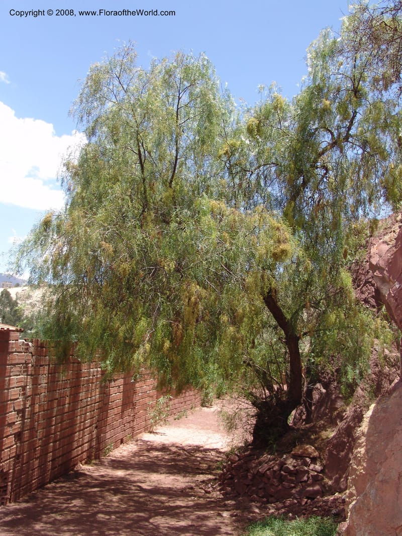 Schinus molle--Bolivia. La Paz. Send. Aguila. 4 Dec 04. 110.jpg