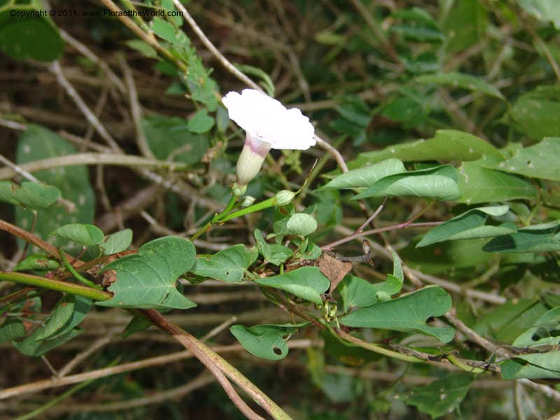 Ipomoea dumetorum, AraujoM2889--Bolivia. F. Tamayo.. Rio Machariapu. 17 Sep 06. 041 (2).jpg
