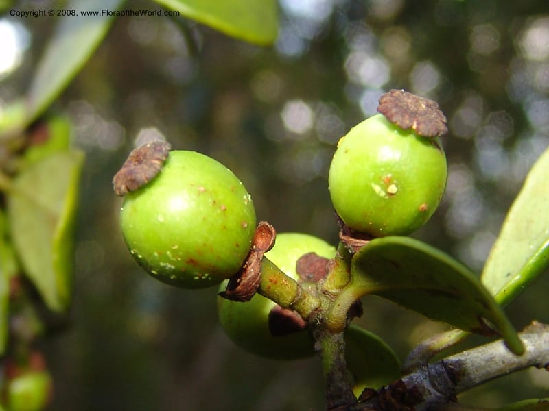 Garcinia, ZRogers1204--Madag. Anjozorobe, Aire Protegee, E Antsahabe. 17 Nov 06. 302.jpg