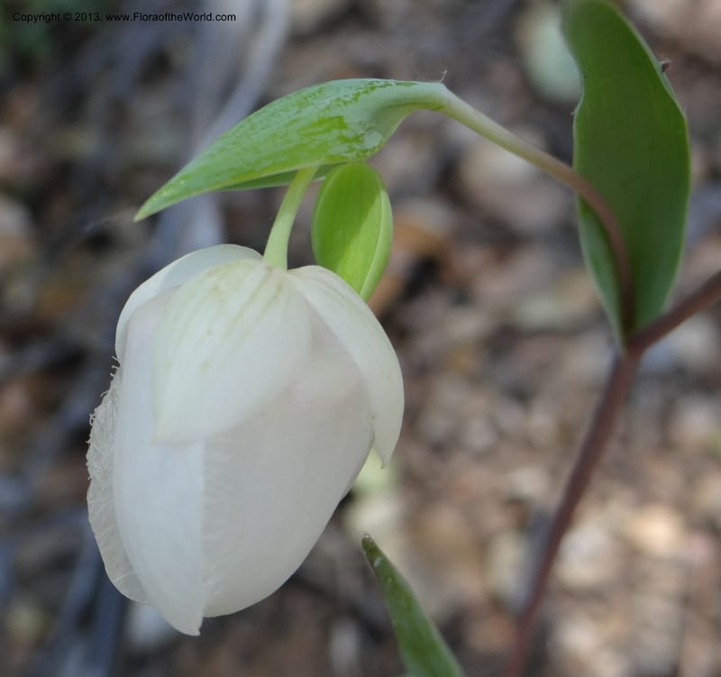 Calochortus albus, Davidson, C 12137--USA, California, Nevada Co. 19 Apr 2013  0161 (6).JPG
