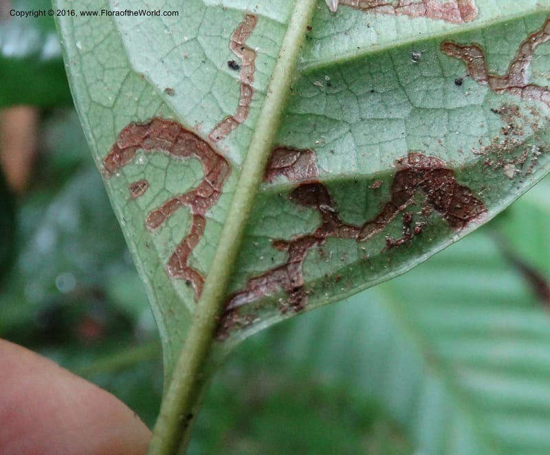 Meliosma, Davidson, C 12932--Sabah. Kinabalu Nat. Park. Nalumad Substesen. 29 Mar 2015. DSC01294 (124).JPG