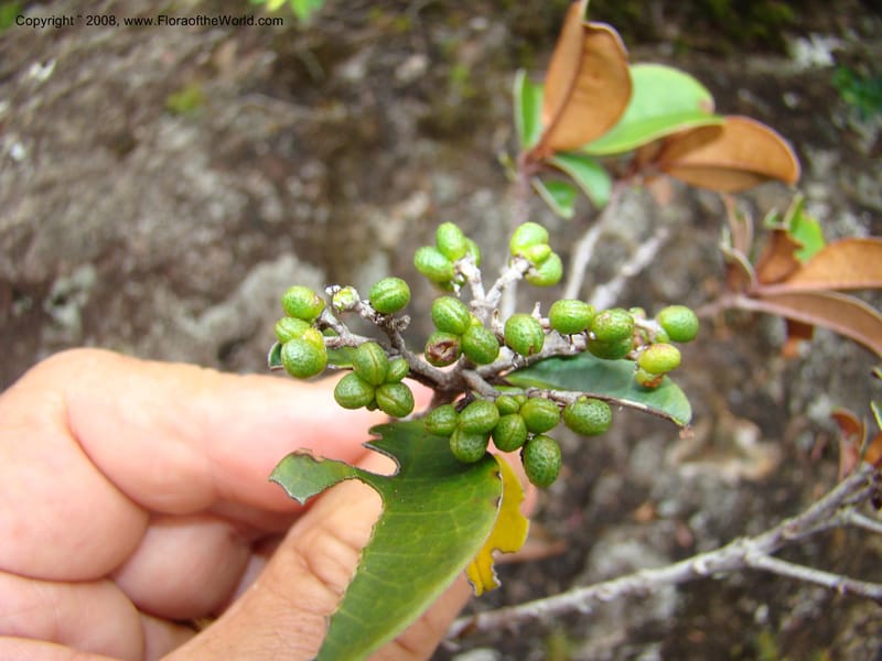 Myrtopsis, JMunzinger x--New Caledonia. Plateau de Dogny. 19 Nov 07. 356.jpg