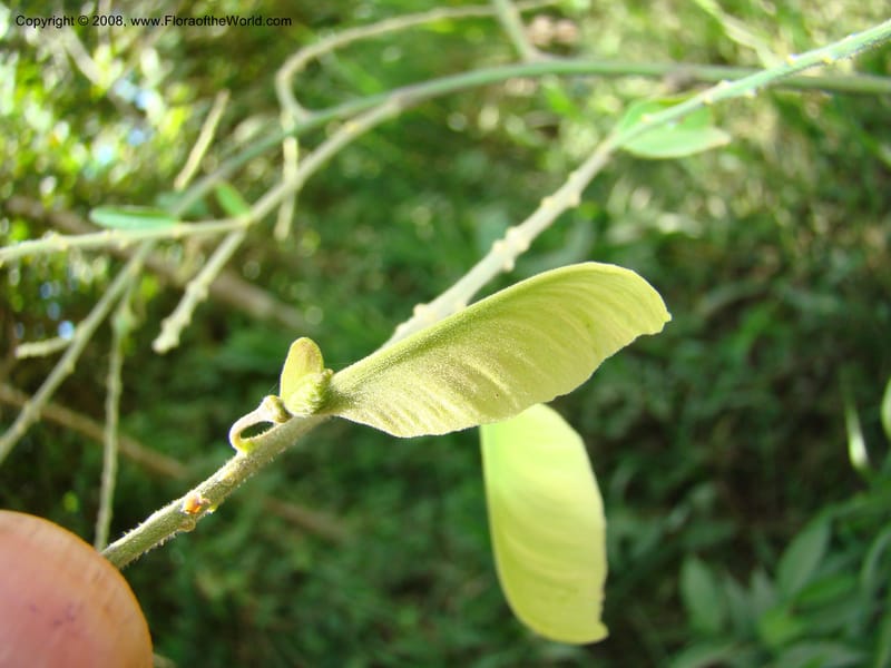 Securidaca diversifolia, RAguilar11195--Costa Rica. Puntar. Osa. S of Pto. Jimenez. 18 Apr 08. 035.jpg