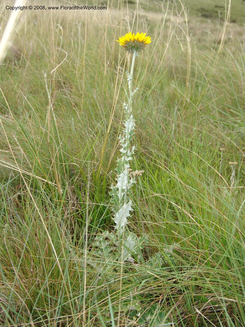 Berkheya--So.Africa. E. Cape. Waringham Farm, Quanti Area, Stut. 8 Mch 05. 398.jpg
