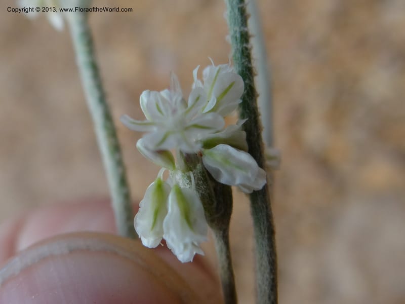 Eriogonum strictum var. proliferum, Davidson, C 12096--USA, Owyhee County, Idaho, 20 Aug 2012  3018 (8).JPG