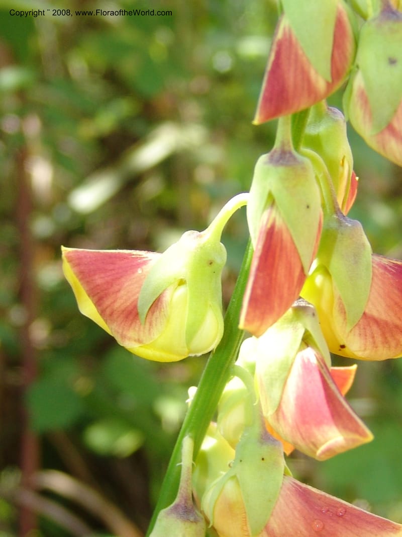 Crotalaria, GWalters1679--Gabon. Prov. Estuaire. Bambuchine, E of Libreville. 17 Apr 06. 004.jpg