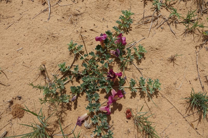 Harpagophytum procumbems, L. Nanyeni 1250--Namibia. Eningu Clayhouse Lodge, no. 2. 27 Mar 2018. DSC03756 (11).JPG