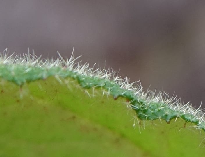 Tremandra stelligera, Davidson, C 13511--Australia. W.A. Valley of the Giants Rd. 29 Oct 2016. DSC06689 (107).JPG