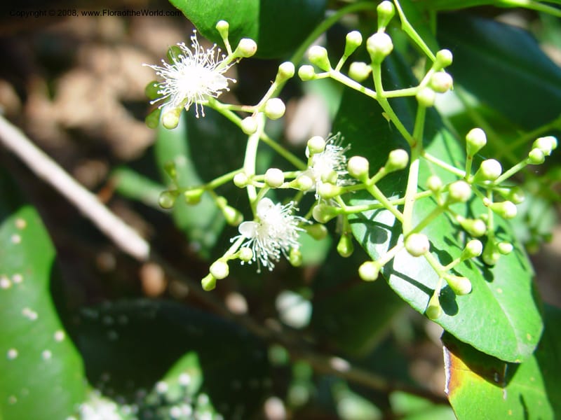 Pimenta racemosa--FL. Fairchild Tropical Gard. 6 Apr 03. 247.jpg