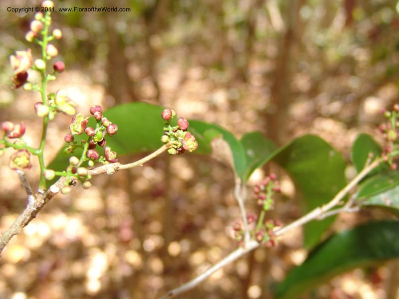 Lepisanthes perrieri, ZRogers1160--Madag. Prov. Antsir. Parc Nat. Ankarana. 10 Nov 06. 139 (3).jpg