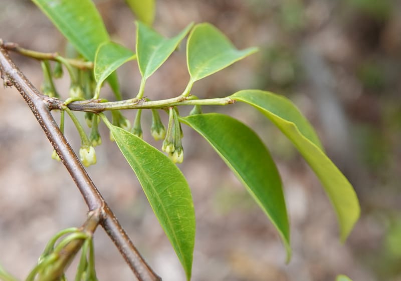 Erythroxylum sinense, D. Boufford 44093--China. Yunnan. Xia Jin Chang village. 29 Apr 2018. DSC00078 (14).JPG