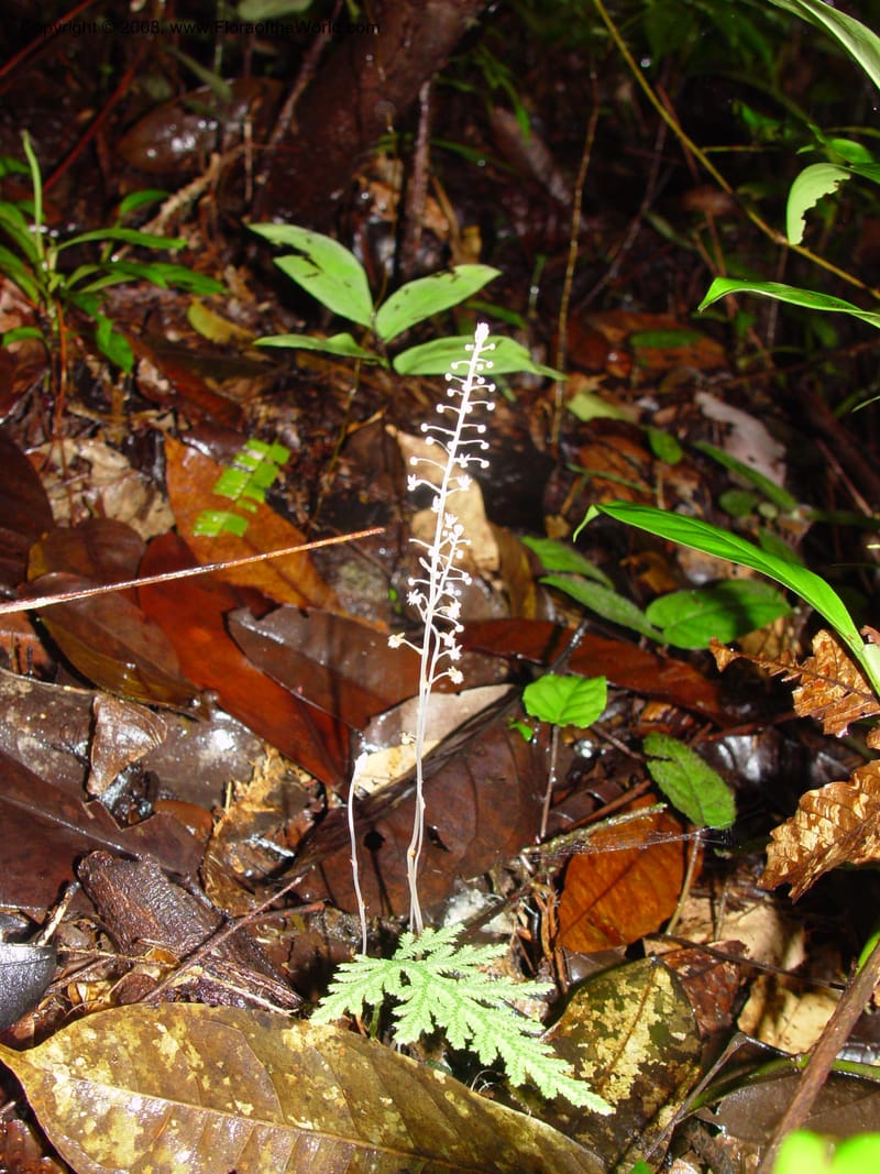 Sciaphila albescens, ETepe558--Fr. Guiana. Les Nouragues. 14 Mch 02. 002.jpg