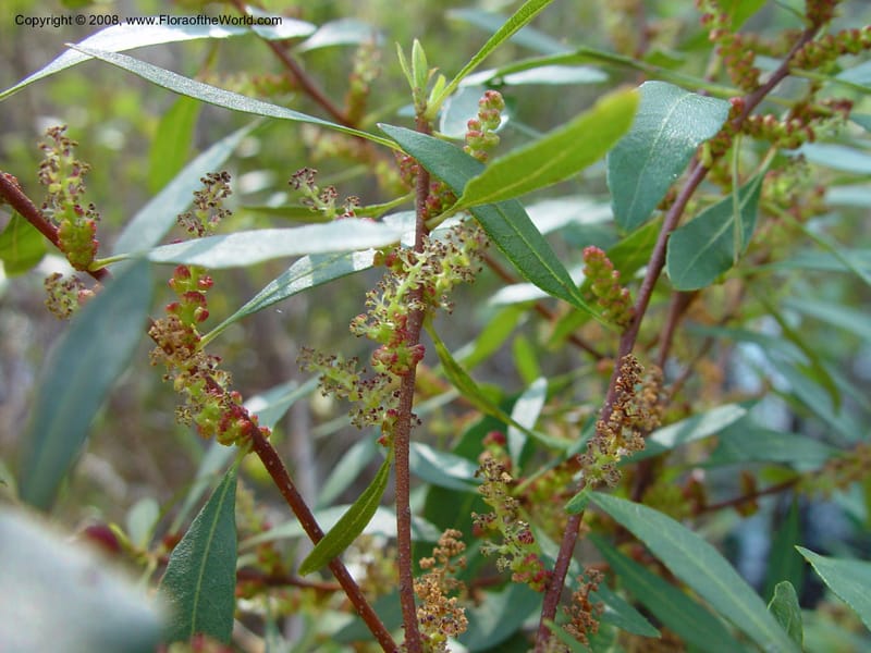 Myrica cerifera--FL. Collier Co. Corkscrew Swamp Sanctuary. 12 Jan 03. 002.jpg