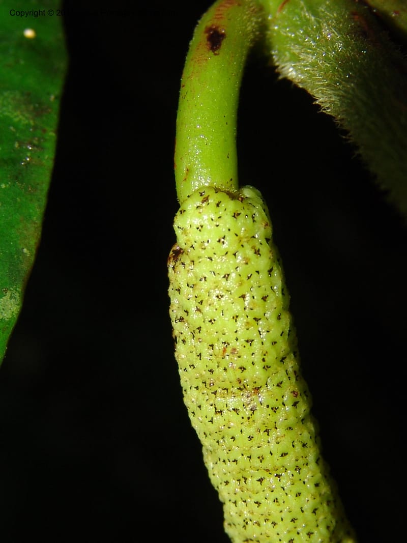 Piper, RVasquez31565--Peru. Prov.  Oxa. Estac. Paujil. Camino a Pozo Tigre. 17 Oct 06. 025.jpg