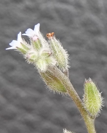 Myosotis stricta, C. Davidson 13755--Oregon. Wallowa Co. Zumwalt.Trail Cr. Rd. 4 Jun 2018. DSC04078 (211).JPG