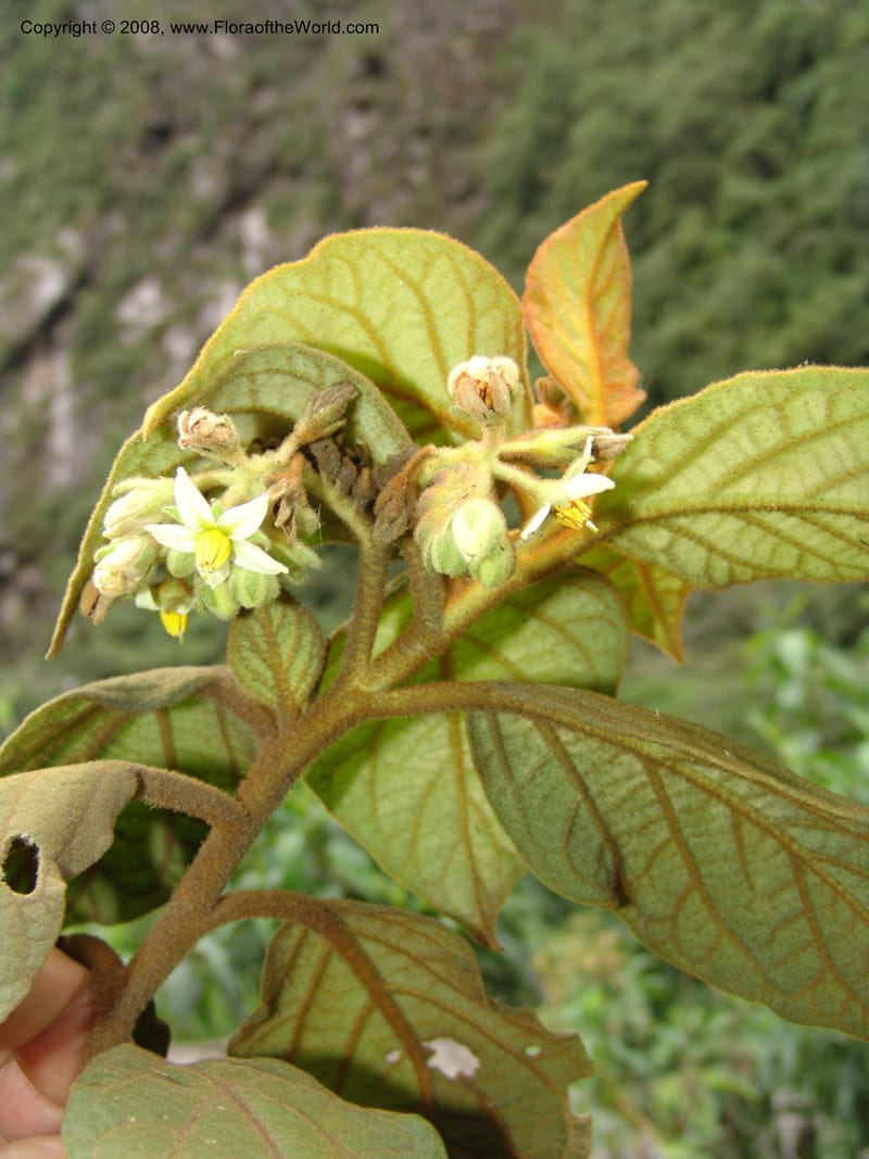 Solanum, RVasquez33176--Peru. Cusco. Calca. Lares. Manto. 3 Nov 07. 081.jpg