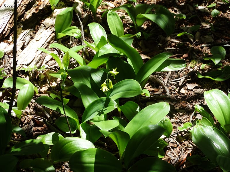 Clintonia borealis, Davidson, C 13070--North Carolina. Trans. Co. Devils Courthhouse. 21 May 2015. DSC07059 (17).JPG