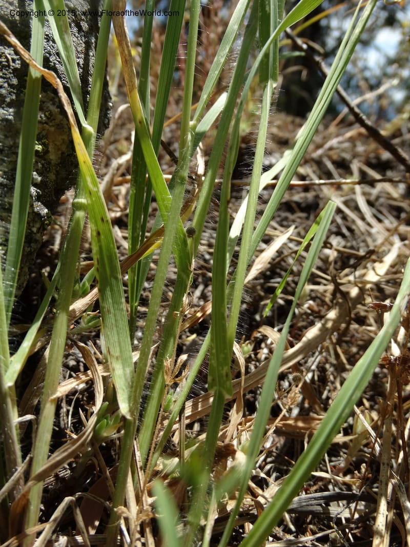 Bromus anomalus, Davidson, C 12563--Idaho. Valley Co. Payette Lake. Sylvan Beach. 12 Jul 2014. DSC09429 (149).JPG