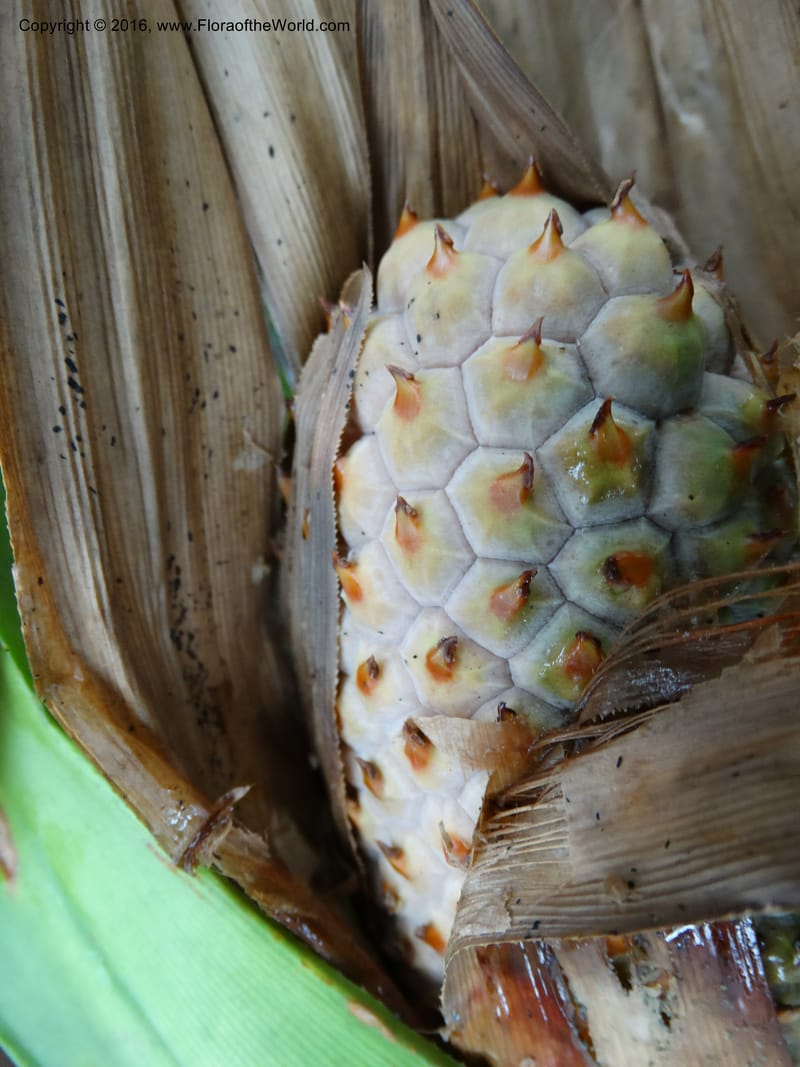 Pandanus occultus, Callmander, M 1184--Sabah. G. Silam. 1 Oct 2014. DSC00937 (33).JPG
