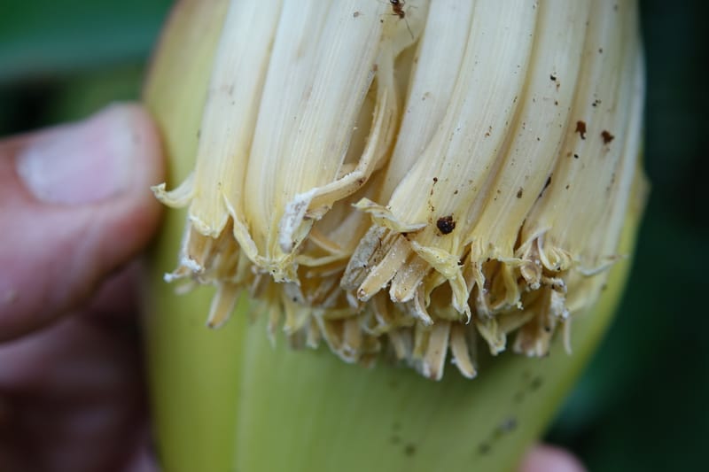 Musa formosana, Chung Kuo-Fang 3351--Taiwan. Wulai Distr. Wulai village. Hsing Hsian Trail. 19 May 2016. DSC03046 (174).JPG