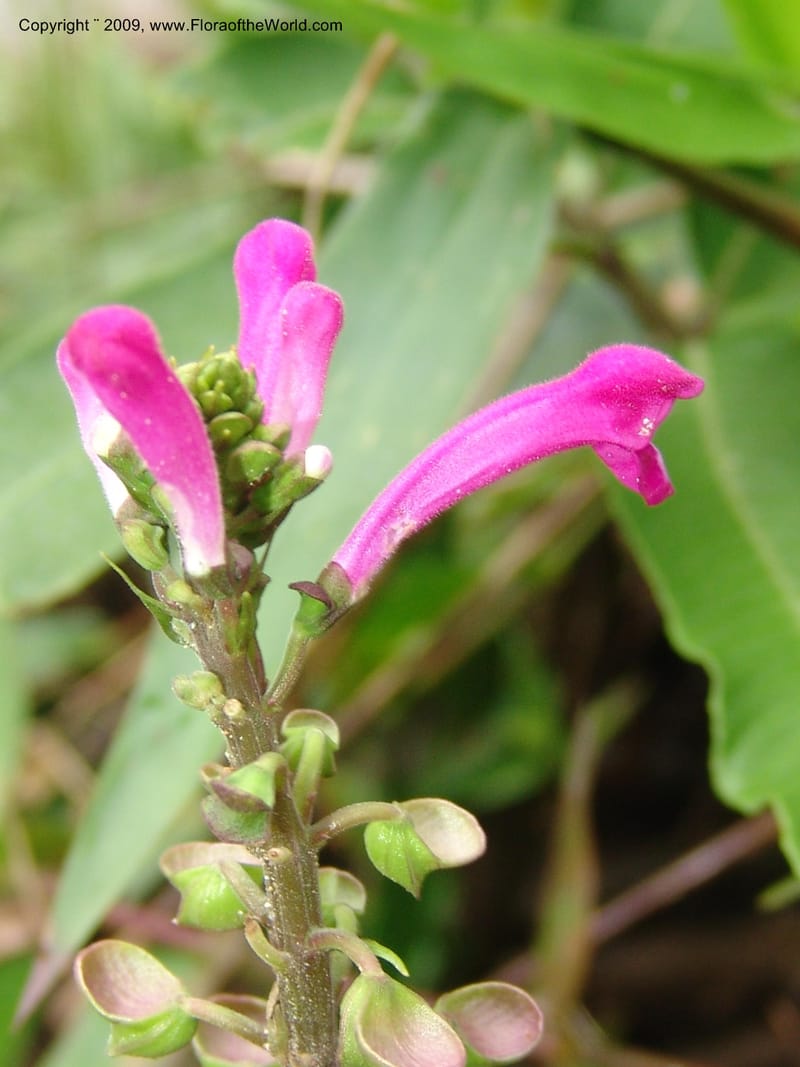Scutellaria, DNeill15710--Ecuador. Prov. Zamora Ch. Rio Nangaritza ca Las Orquideas. 15 Sep 07. 057.jpg