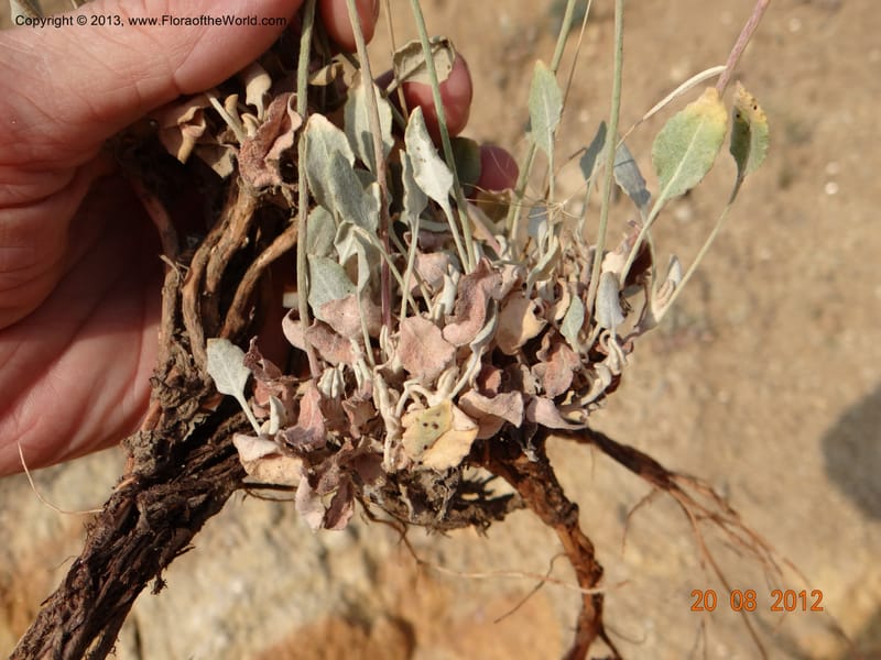 Eriogonum strictum var. proliferum, Davidson, C 12096--USA, Owyhee County, Idaho, 20 Aug 2012  3018 (11).JPG
