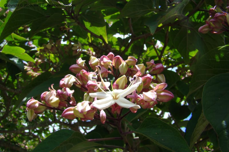 Clerodendrum trichotomum v. fargesii--New Zealand. N. Island. Hamillton Garden. 15 Jan 2010. 322 (1).jpg