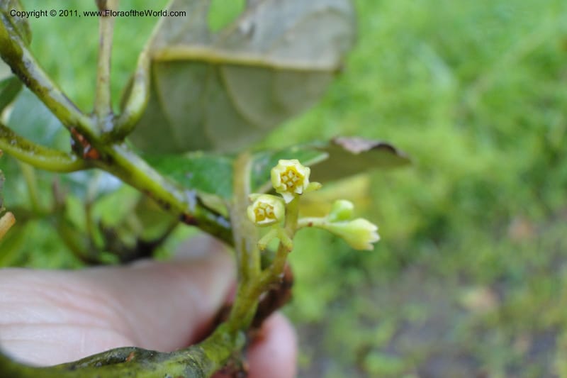 Endiandra, J. Munzinger 6507--Fiji. Area of Monasavu Dam I. 9 Feb 2011. 402 (27).jpg