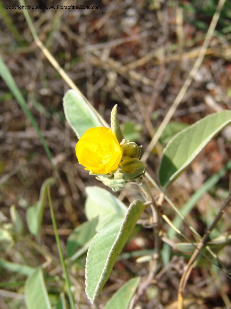 Melhania acuminata--So.Africa. Mpumal. twd Rietfontein. 16 Mch 05. 421.jpg