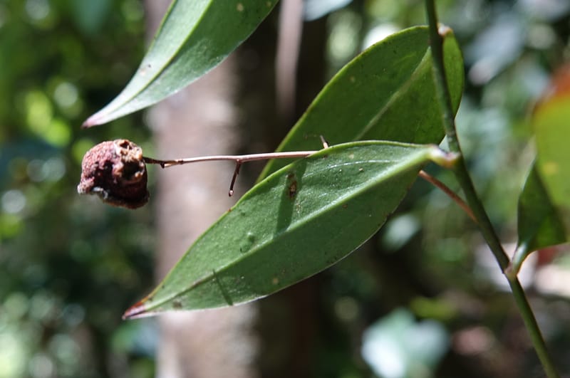 Petermannia cirrosa, Davidsonm C 13363--Australia. Qld. Springbrook N.P. Mt. Cougal Sect. 19 Oct 2016. DSC03346 (18).JPG