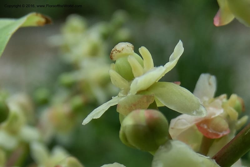 Lepisanthes fruticosa, Buerki, S 361--Sabah. Ulu Senagang. 9 Oct 2014. DSC03434 (41).JPG
