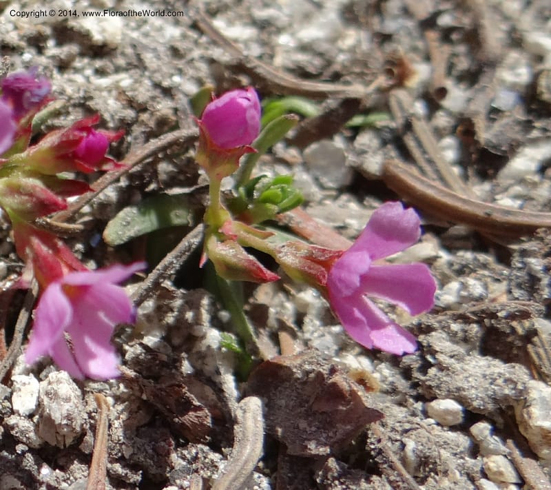 Douglasia, Davidson, C 12194--ID. Boise Co. Scott Mtn. Lookout Road. 18 Jun 2013. DSC06609 (62).JPG