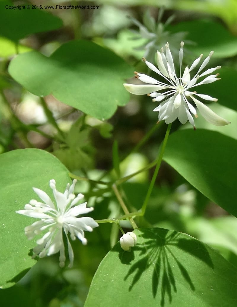 Thalictrum clavatum, Davidson, C 12989--North Carolina. Clay Co. Perry Gap Rd, Barnard's Cr. 13 May 2015. DSC04860 (286).JPG