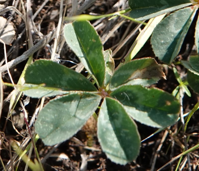 Trifolium macrocephalum, C. Davidson 13789--Oregon. Wallowa Co. Upper Camp Creek Canyon. 5 Jun 2018. DSC05225 (16).JPG