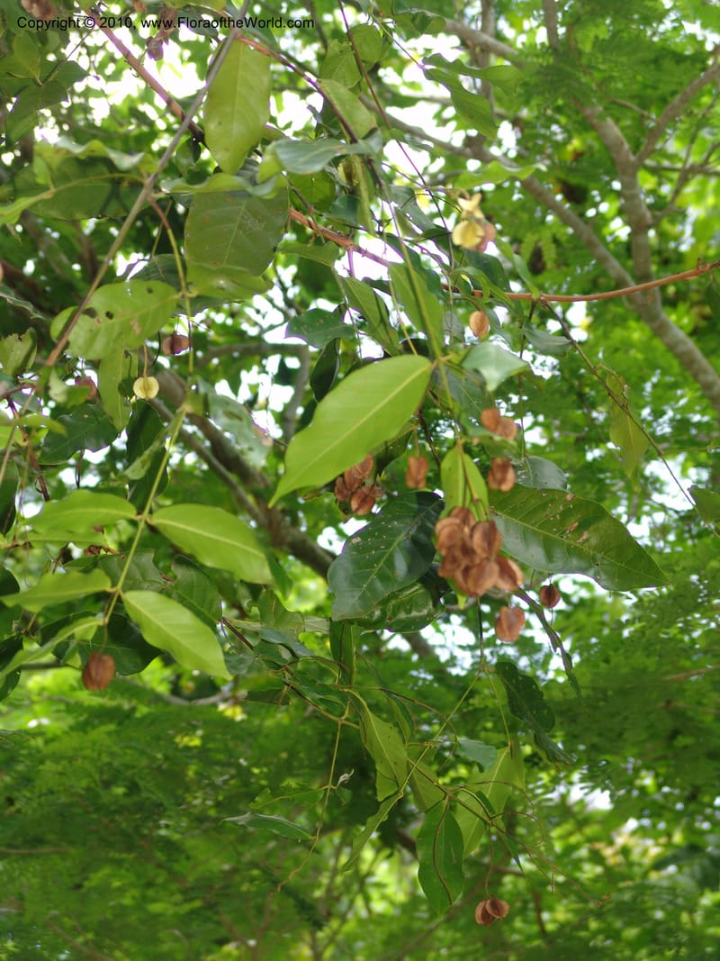 Combretum fruticosum, R. Ramirez D. xx--MX. Jalisco. Res. Las Joyas, La Manzanilla. 1 Aug 2007. 175 (2).jpg
