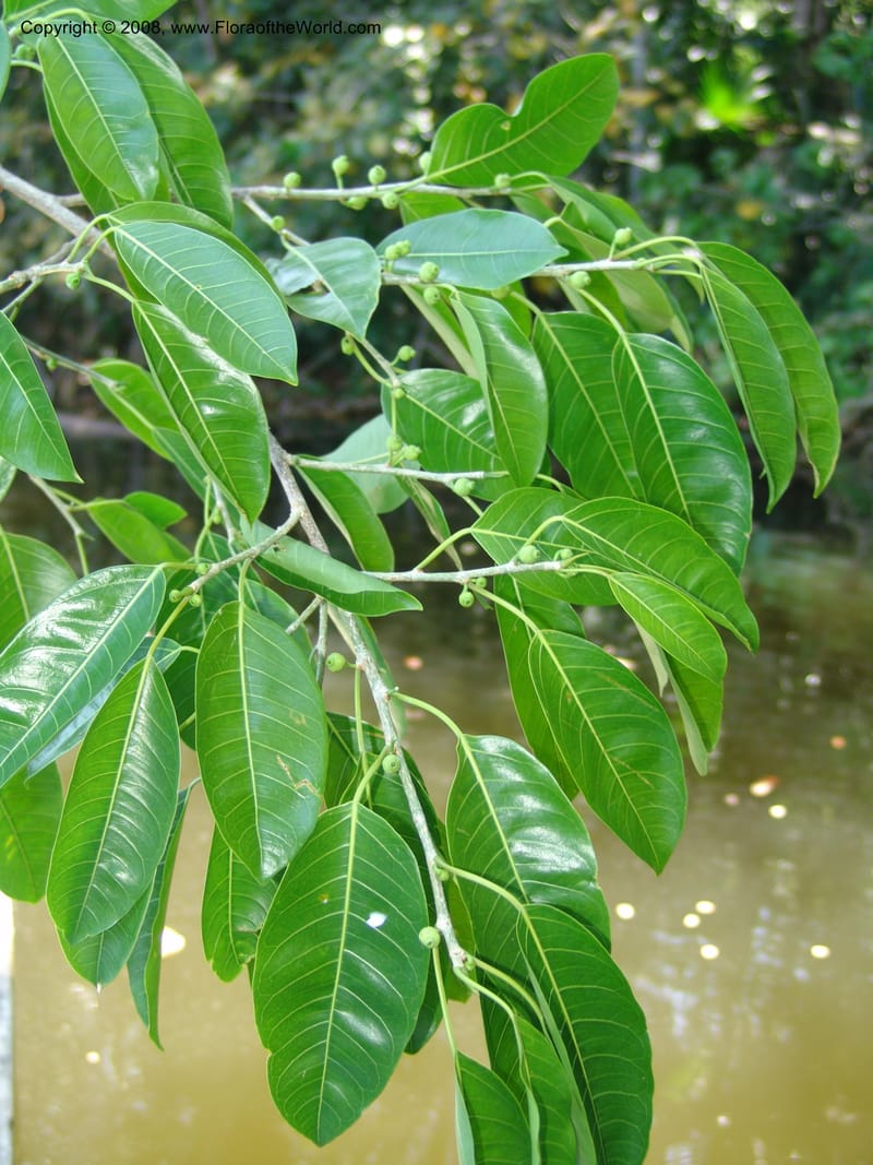 Ficus coerulescens, AAraujoM3150--Bolivia. Pq. Nal. Madidi. Laguna Chalalan. 26 Sep 06. 152.jpg