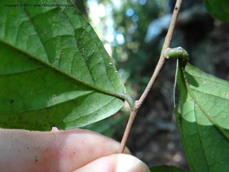 Symplocos, VC 5593--Thailand. Ranong Prov. Klong Naka Wildlife Sanctuary. 14 Nov 2012. DSC09055 (77).JPG