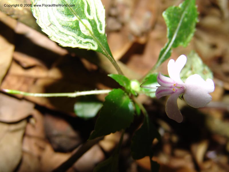 Impatiens sodenii--Kenya. Limuru. Forest fragment near Brackenhurst Ctr. 11 Jul 04. 039.jpg
