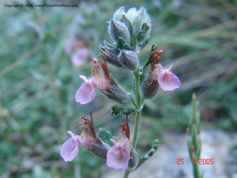 Teucrium divaricatum--Crete. Ep. Kisamos. Sirikari Gorge. 25 May 05. 430.jpg