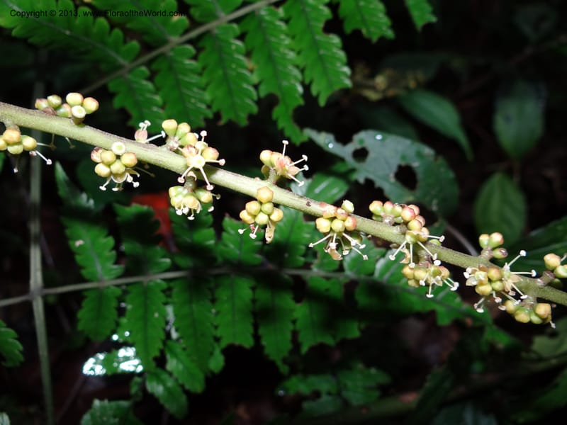 Schefflera bipalmatifolia, SAN.153212--Malaysia, Sabah. Mt. Kinabalu. 5 Apr 2012. DSC06767 (121).JPG
