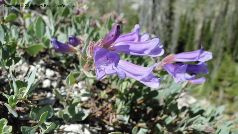 Penstemon montanus var. idahoensis, C. Davidson 11762--ID. Valley Co. Road to Gold Fork Looklout. 16 July 2010. 164 (8).jpg