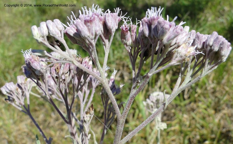 Eupatorium multicrenulatum, Stevens, W. D 31123, Amambay, 16 Mar 2011 1678 (1).JPG