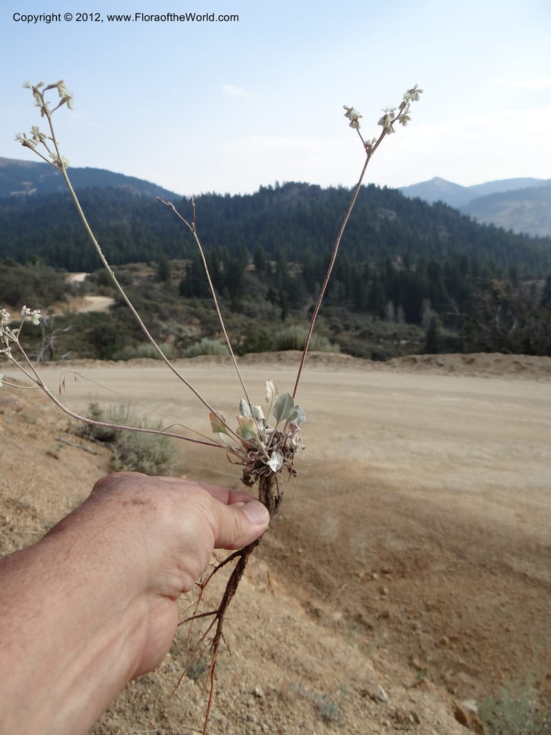 Eriogonum strictum var. proliferum, Davidson, C 12096--ID. Owyhee Co. Silver City. 20 Aug 2012. DSC04305 (75).JPG