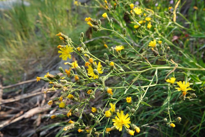Hieracium scouleri, C. Davidson 13893--ID. Fremont Co. Fish Cr. Rd. Stop 2. 1 Aug 2018. DSC08790 (23).JPG