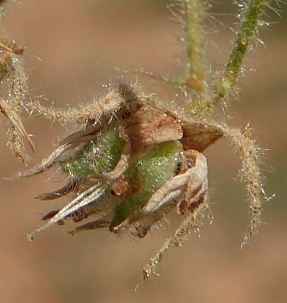 Hermannia tomentosa, L. Nanyeni 1231--Namibia. Hwy D1228, stop 1. DSC03368 (36).JPG