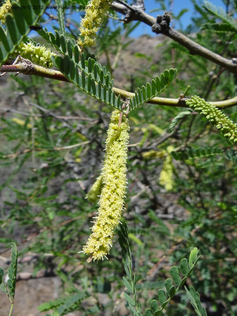 Prosopis glandulosa, Davidson, C 11938--AZ. Yavapai Co. Crown King Rd. 7 May 2012. DSC0894 1 (6).JPG