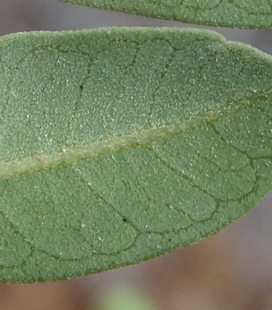 Guioa villosa, Callmander, M 1257--New Caledonia. Tiebaghi. 17 Nov 2015. DSC03437 (204).JPG