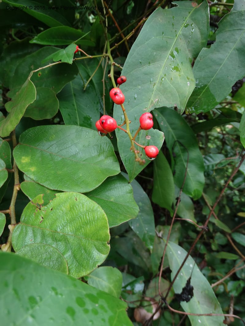 Lepisanthes fruticosa, Buerki, S 361--Sabah. Ulu Senagang. 9 Oct 2014. DSC03434 (61).JPG