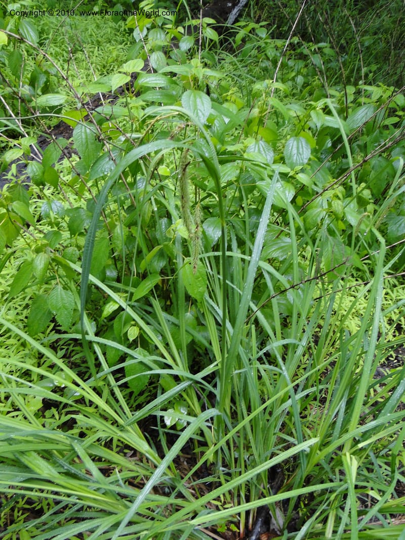 Carex crinata, Mori S 27442, USA, North Carolina, Wake Co., Boyce Bridge Rd., 25 May 2010 (1).JPG